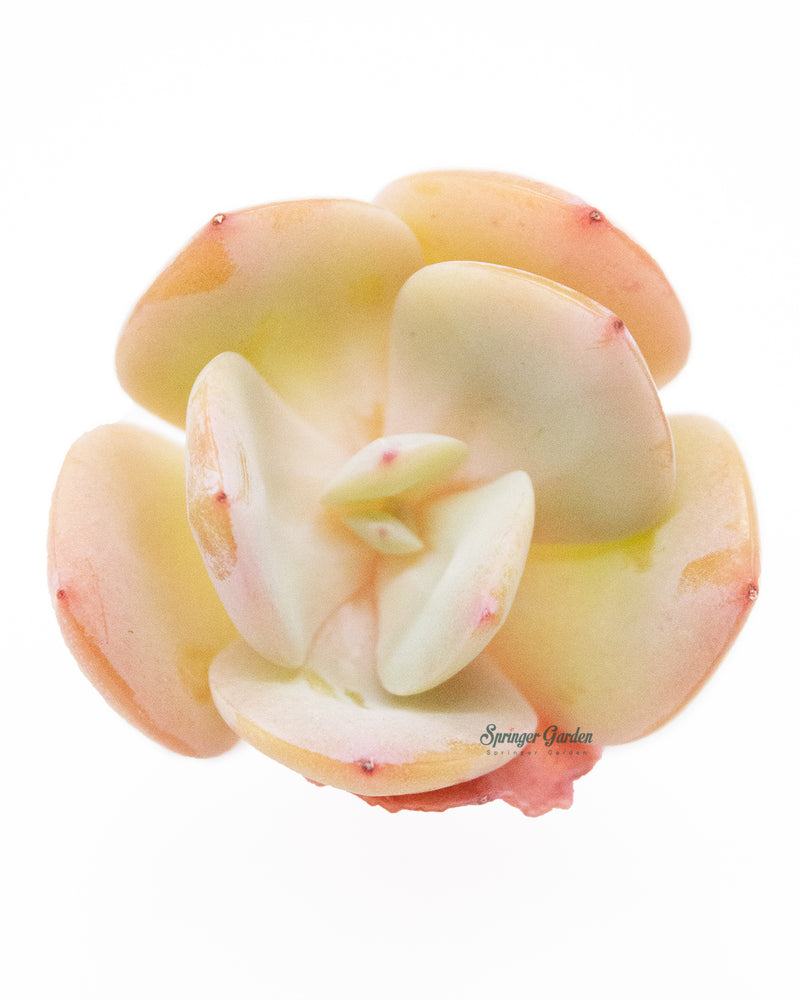 Echeveria cv Hakuhou Toronto's 5-star Bestseller nursery store selected local & Korean rare succulents; houseplants, indoor plants, selected handmade planters with a drainage hole, pots, bonsai pots, produced by ourselves, wholesale. Handmade/Glazed/Table Decor/Indoor Decor/Tabletop Planter