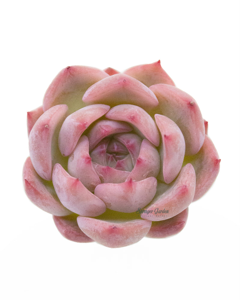 Echeveria Cararien