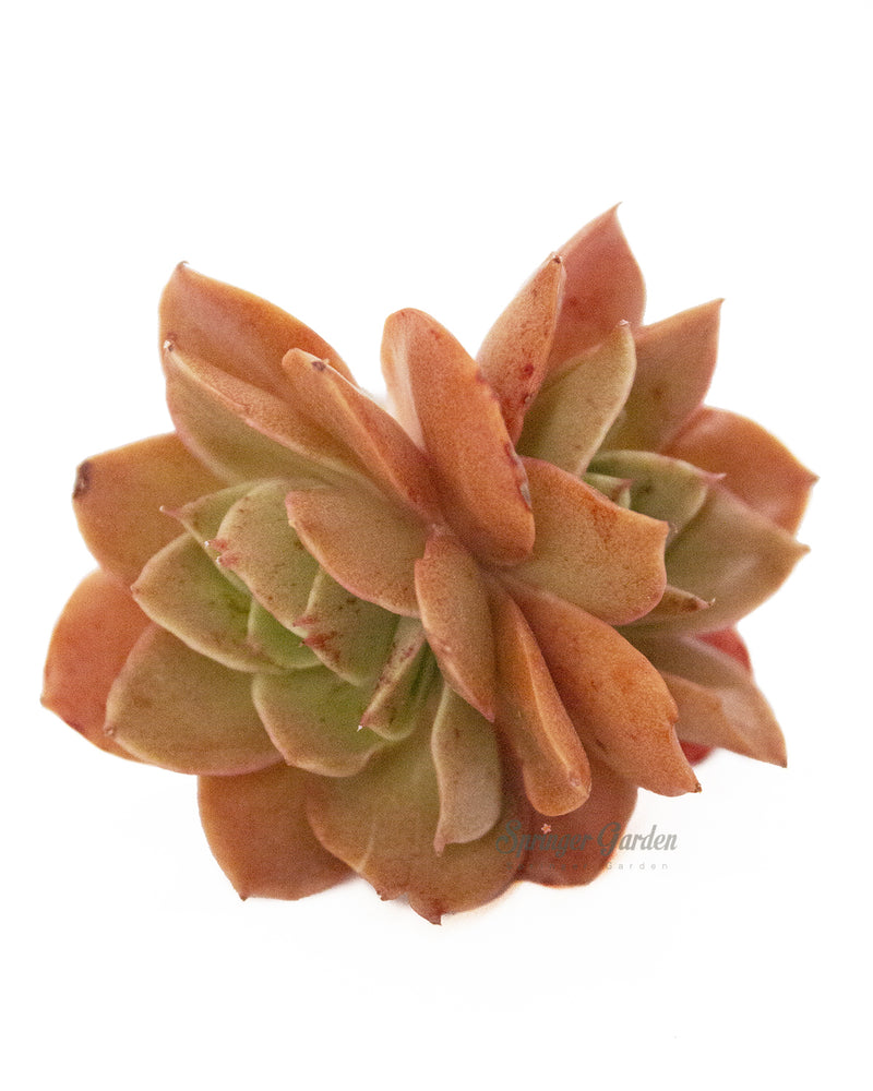 Echeveria Carnicolor