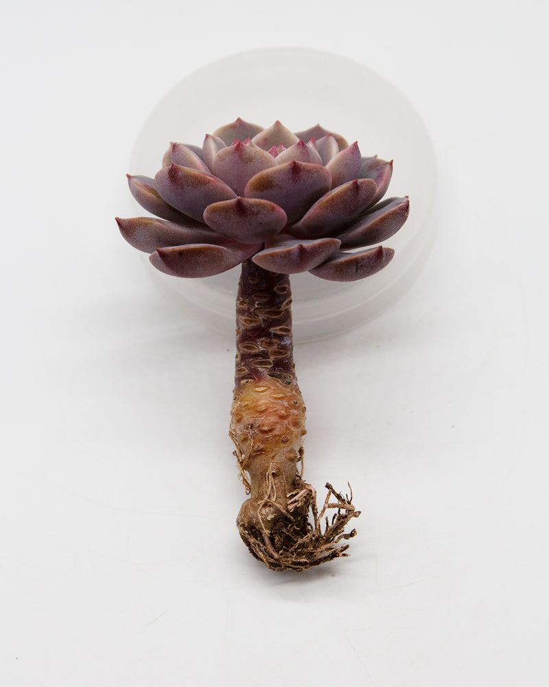 Echeveria Cosmos