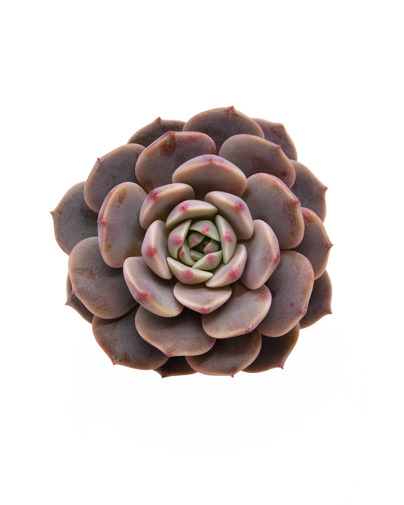 Echeveria Cosmos