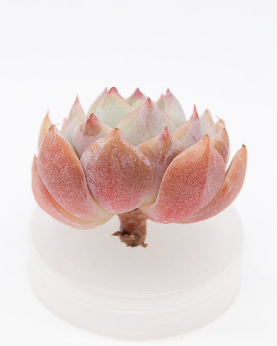 Echeveria Dailydale