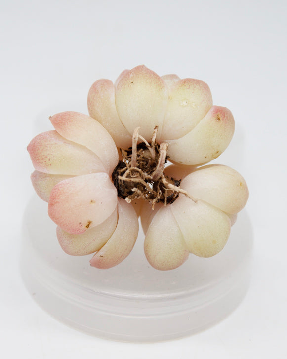 Echeveria Desire