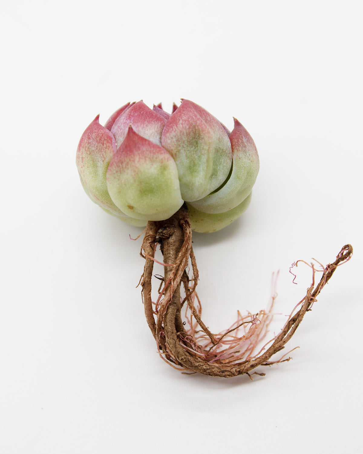 Echeveria Estrella Toronto's 5-star Bestseller nursery store selected local & Korean rare succulents; houseplants, indoor plants, selected handmade planters with a drainage hole, pots, bonsai pots, produced by ourselves, wholesale. Handmade/Glazed/Table Decor/Indoor Decor/Tabletop Planter