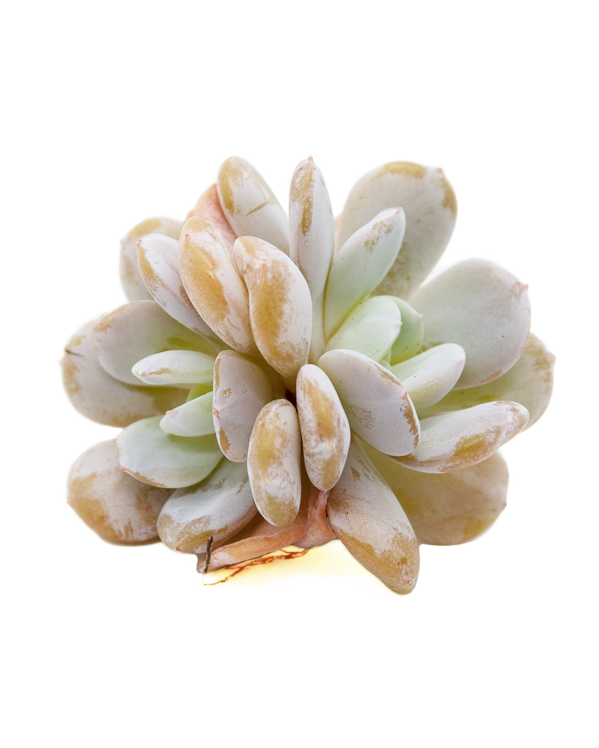 Echeveria Exotic Toronto's 5-star Bestseller nursery store selected local & Korean rare succulents; houseplants, indoor plants, selected handmade planters with a drainage hole, pots, bonsai pots, produced by ourselves, wholesale. Handmade/Glazed/Table Decor/Indoor Decor/Tabletop Planter
