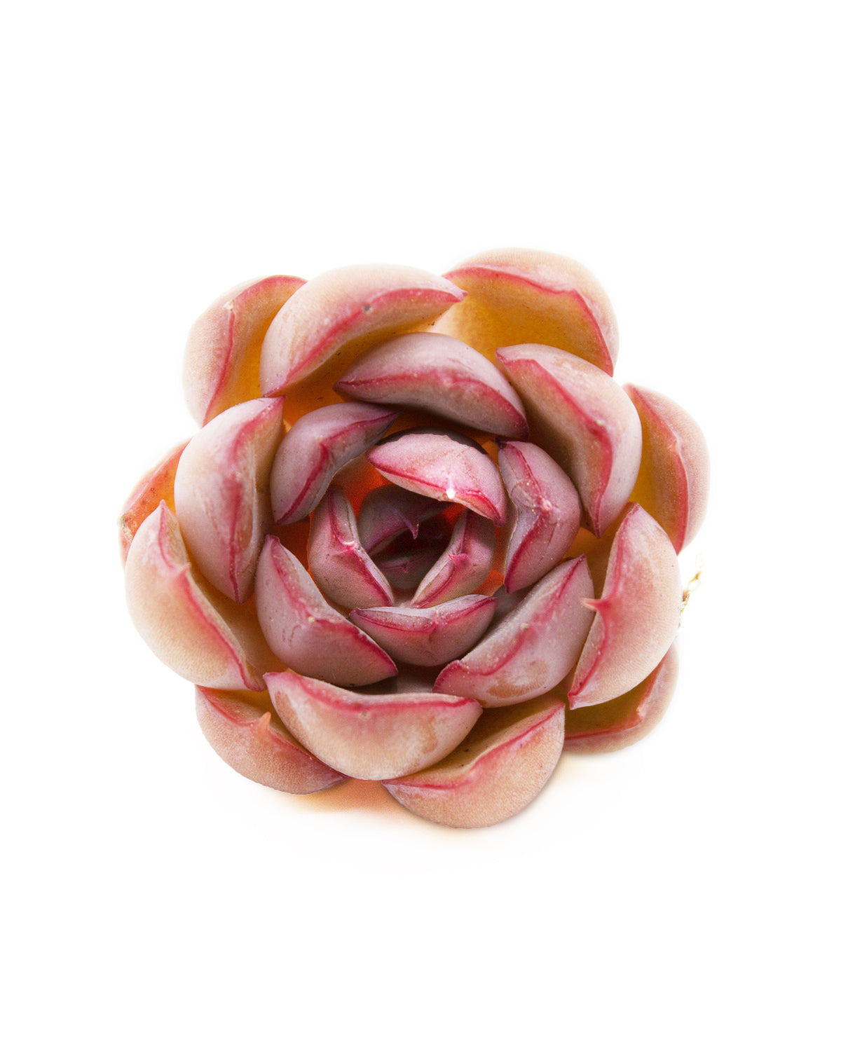 Echeveria Fiona Toronto's 5-star Bestseller nursery store selected local & Korean rare succulents; houseplants, indoor plants, selected handmade planters with a drainage hole, pots, bonsai pots, produced by ourselves, wholesale. Handmade/Glazed/Table Decor/Indoor Decor/Tabletop Planter