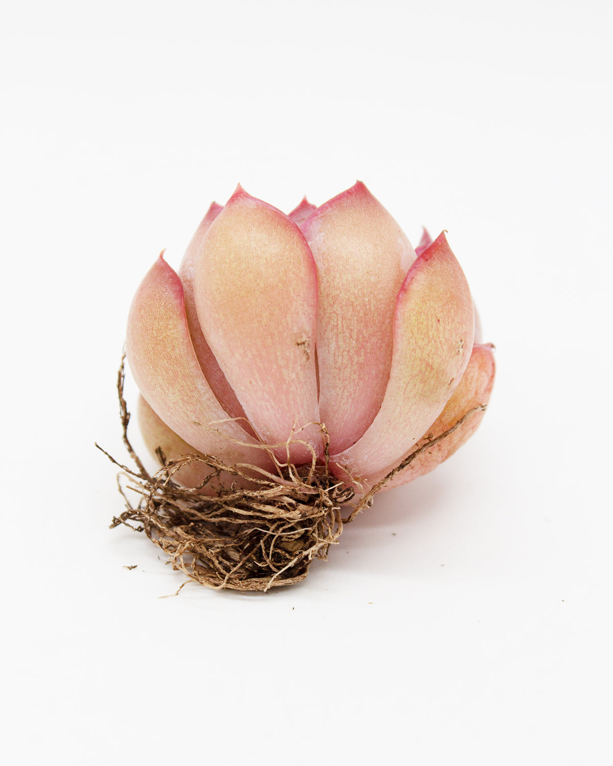 Echeveria Fiona Toronto's 5-star Bestseller nursery store selected local & Korean rare succulents; houseplants, indoor plants, selected handmade planters with a drainage hole, pots, bonsai pots, produced by ourselves, wholesale. Handmade/Glazed/Table Decor/Indoor Decor/Tabletop Planter