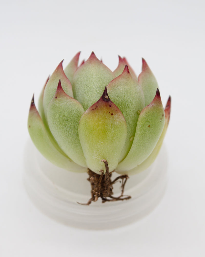 Echeveria Flora