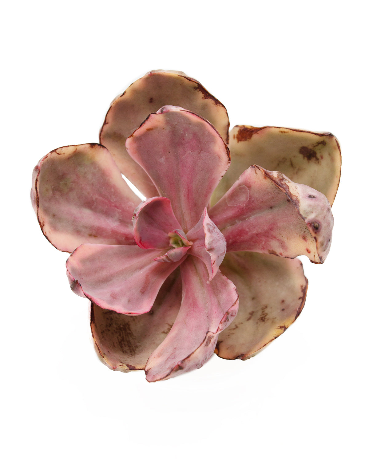 golden state succulents Echeveria Golden State var. – Springer Hobbies