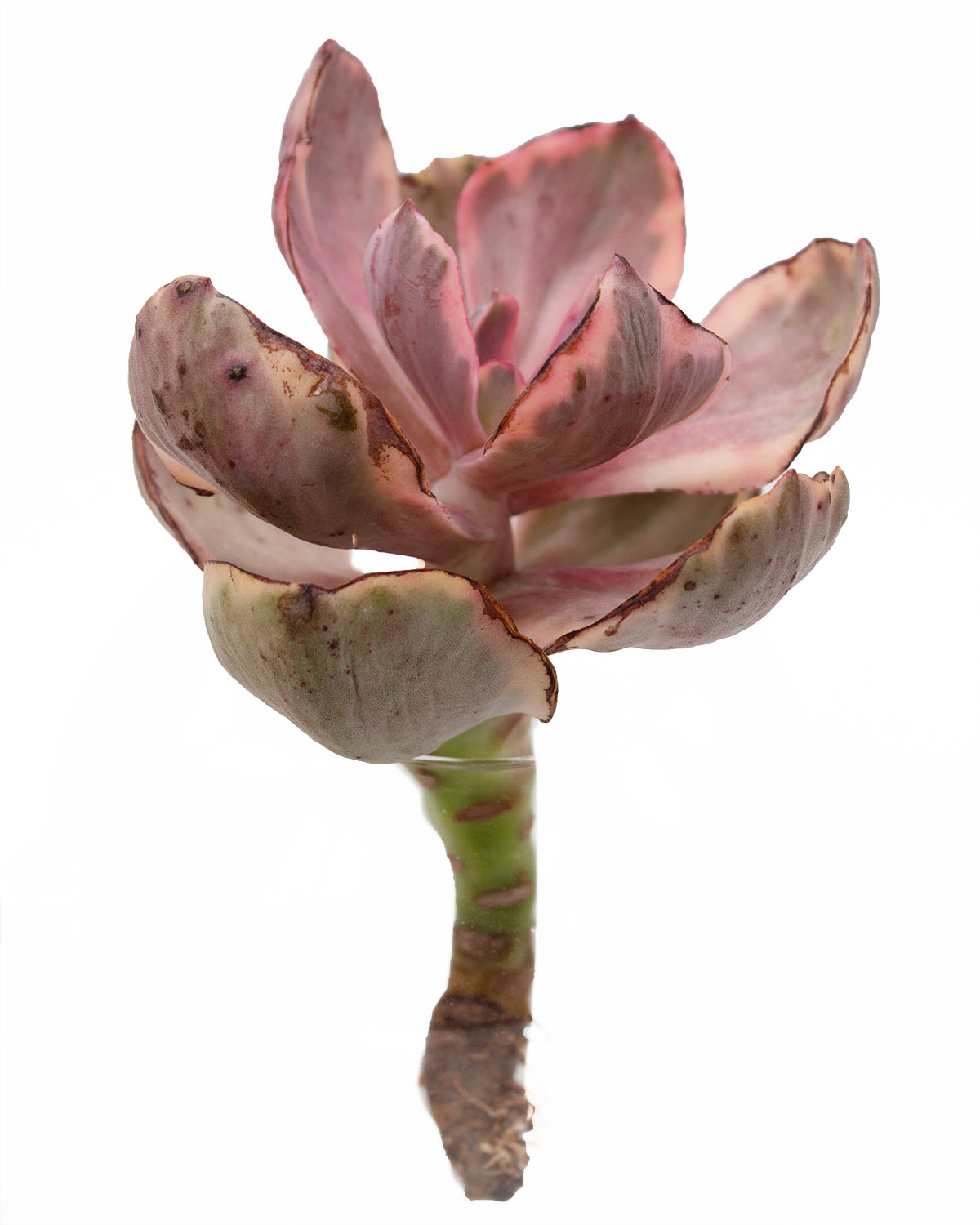 golden state succulents Echeveria Golden State var. – Springer Hobbies