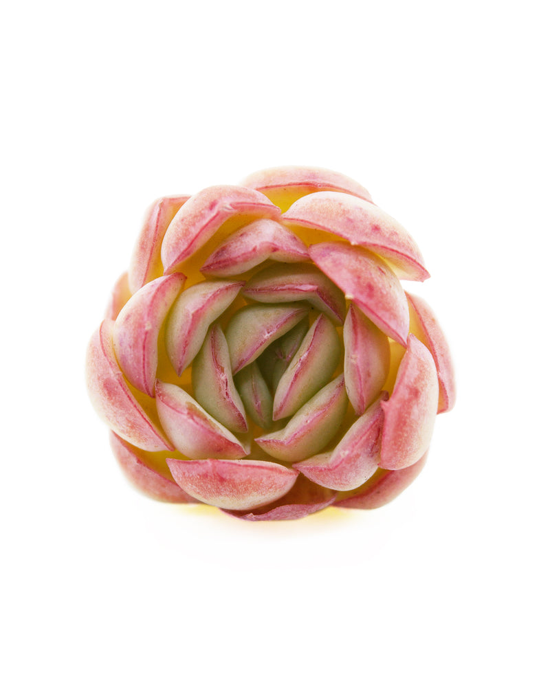 Echeveria Hanatsukiyo