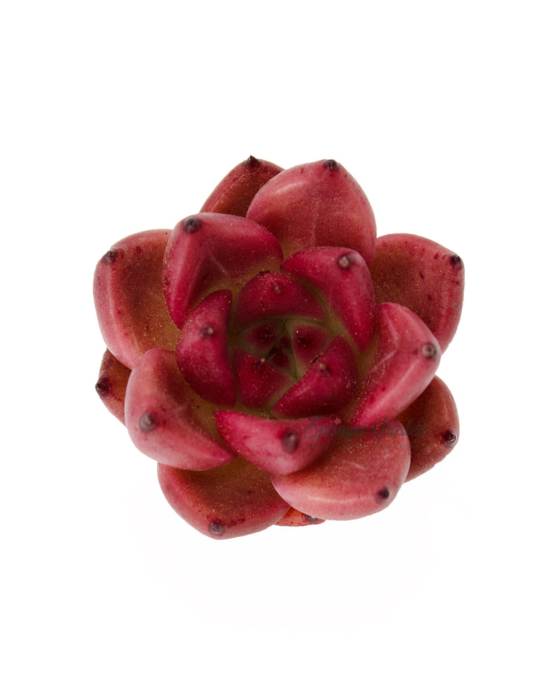 Echeveria Honey Pink