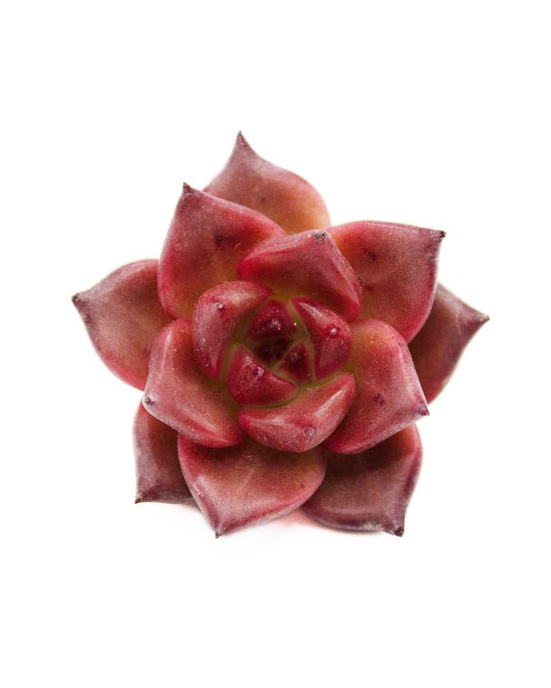 Echeveria Honey Pink