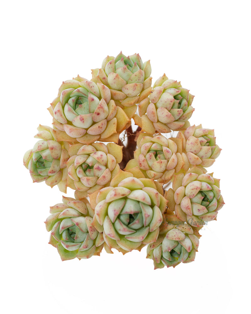 Echeveria Ivory Queen