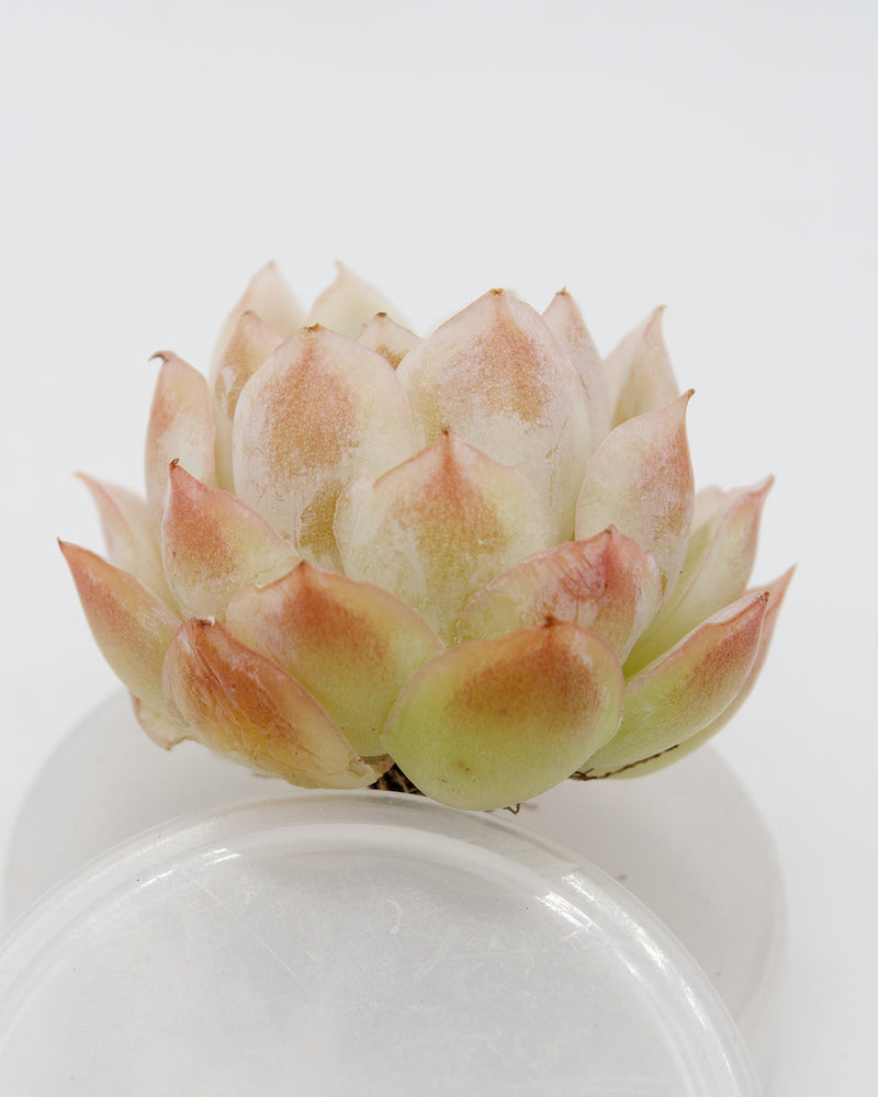 Echeveria Jungwol