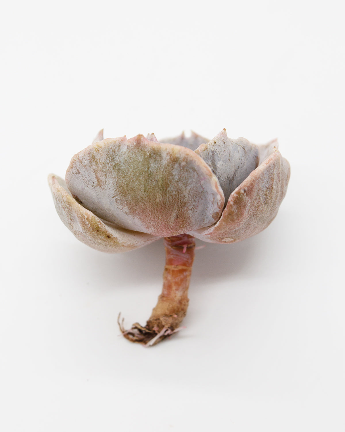 Echeveria Lilacina Toronto's 5-star Bestseller nursery store selected local & Korean rare succulents; houseplants, indoor plants, selected handmade planters with a drainage hole, pots, bonsai pots, produced by ourselves, wholesale.