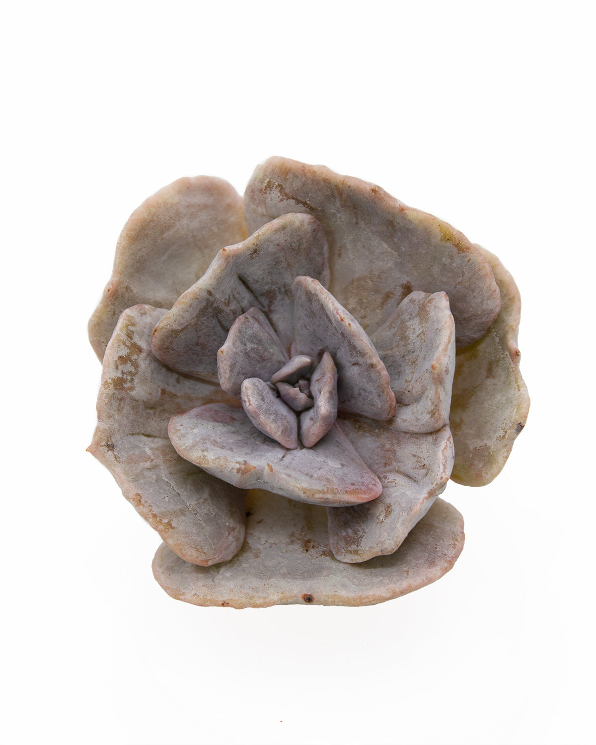 Echeveria Lilacina Toronto's 5-star Bestseller nursery store selected local & Korean rare succulents; houseplants, indoor plants, selected handmade planters with a drainage hole, pots, bonsai pots, produced by ourselves, wholesale.