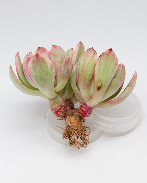 Echeveria Luella var.