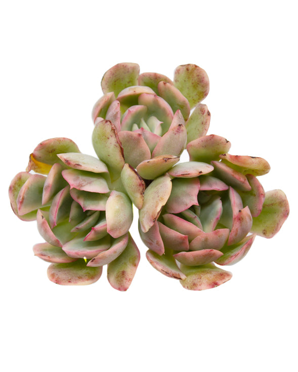 Echeveria Luella var.