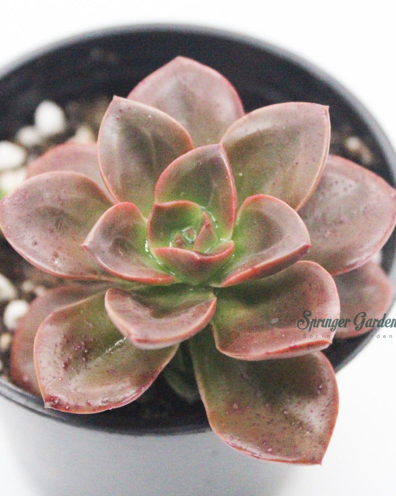 Echeveria Melaco Chocolate