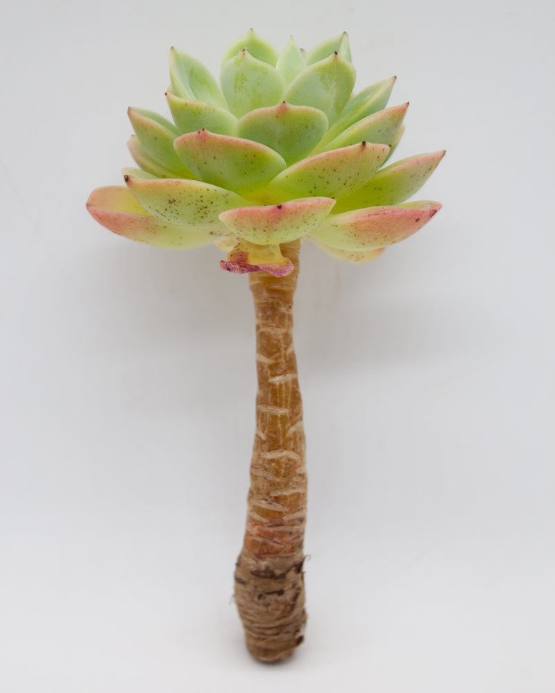 Echeveria Mellow Yellow