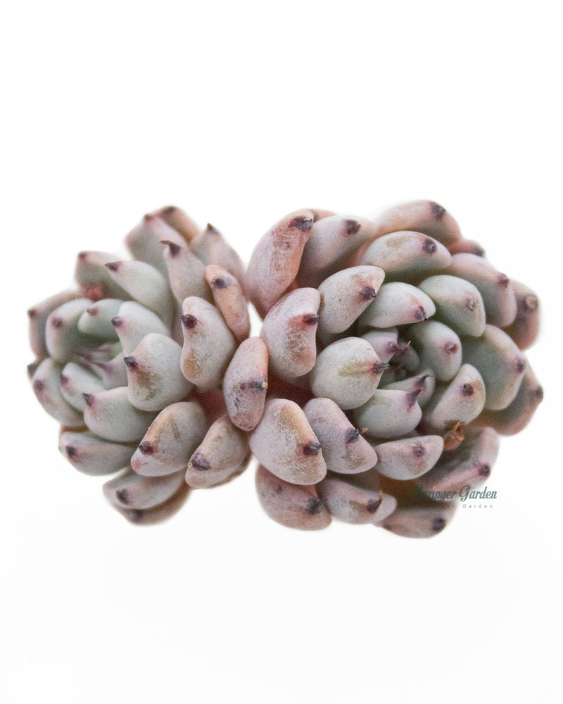 Echeveria Mexensis Zaragosa - Black
