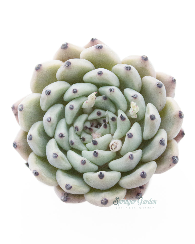Echeveria Mexensis Zaragosa - Orange Green