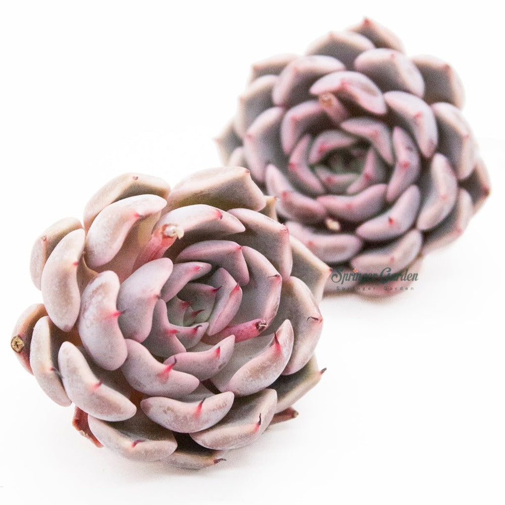 Echeveria Pink Zaragoza