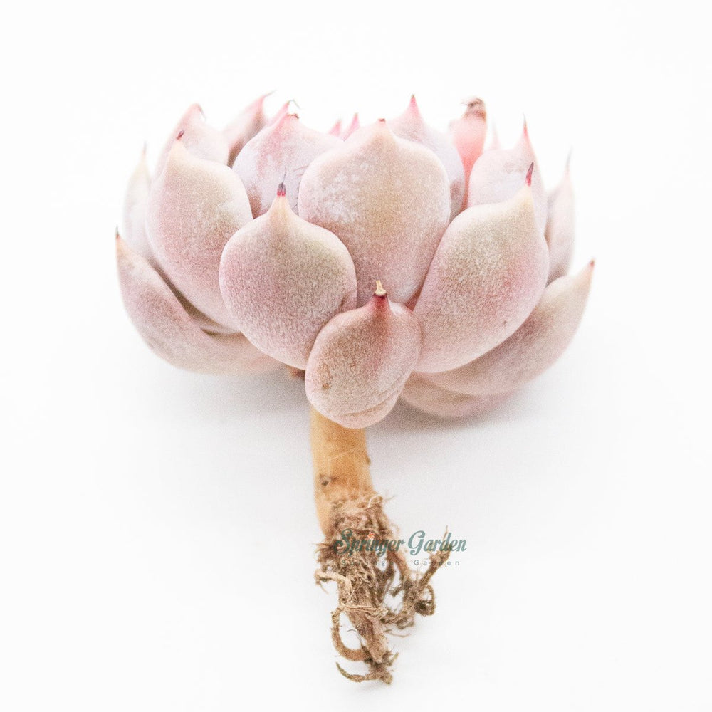 Echeveria Pink Zaragoza