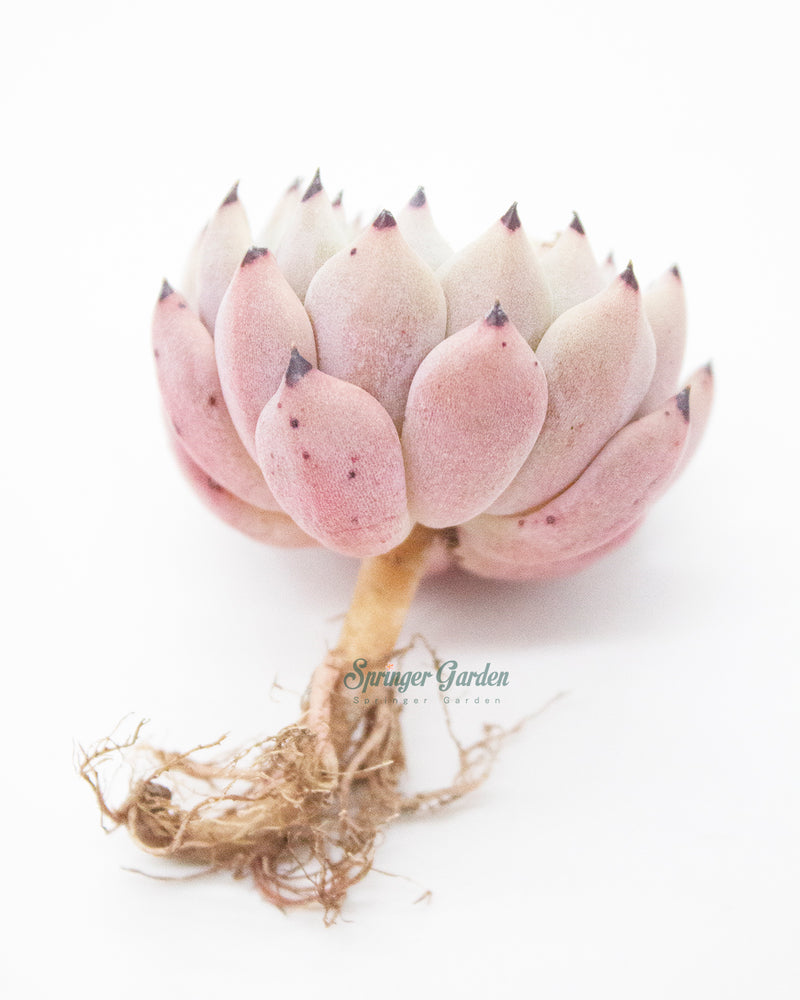 Echeveria Mexensis Zaragosa - Orange Green