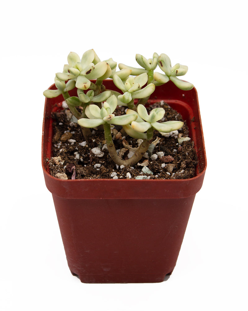 Sedum "Jelly Bean Mickey" var.