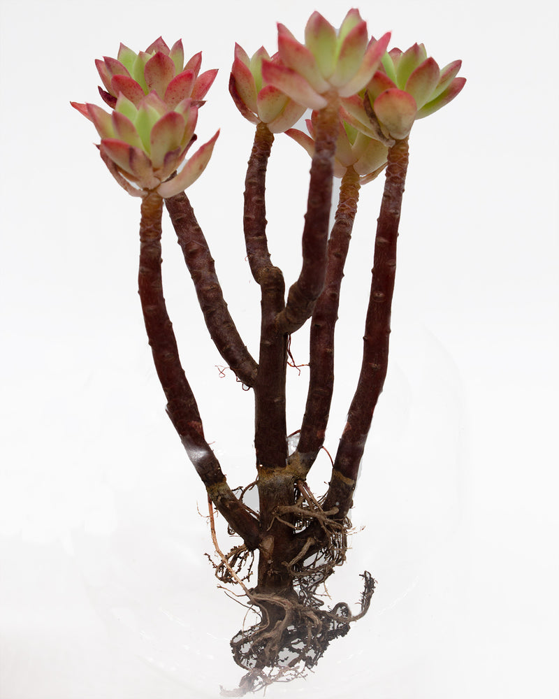Echeveria Minibelle