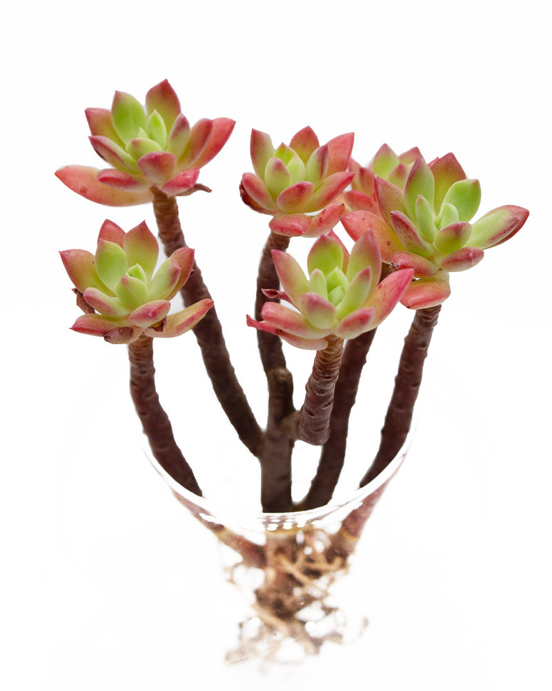 Echeveria Minibelle