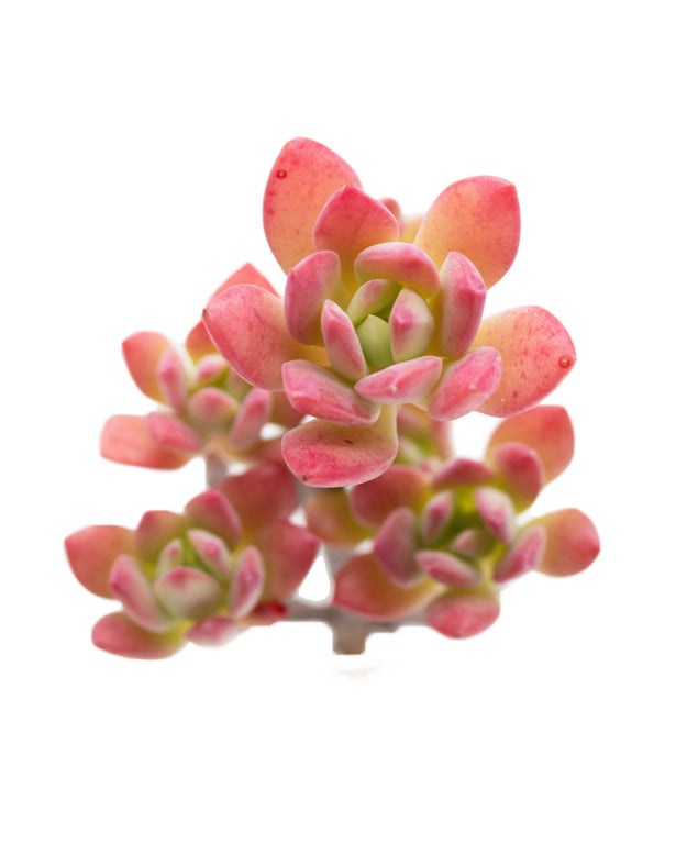 Echeveria Minibelle