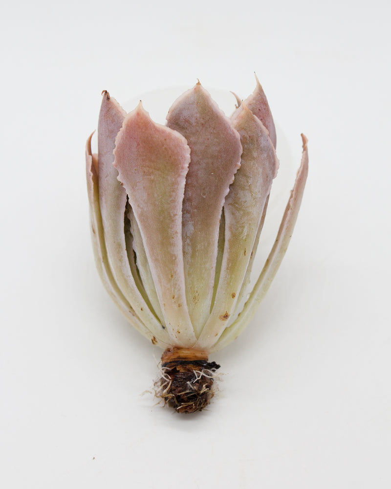 Echeveria Miss Persia