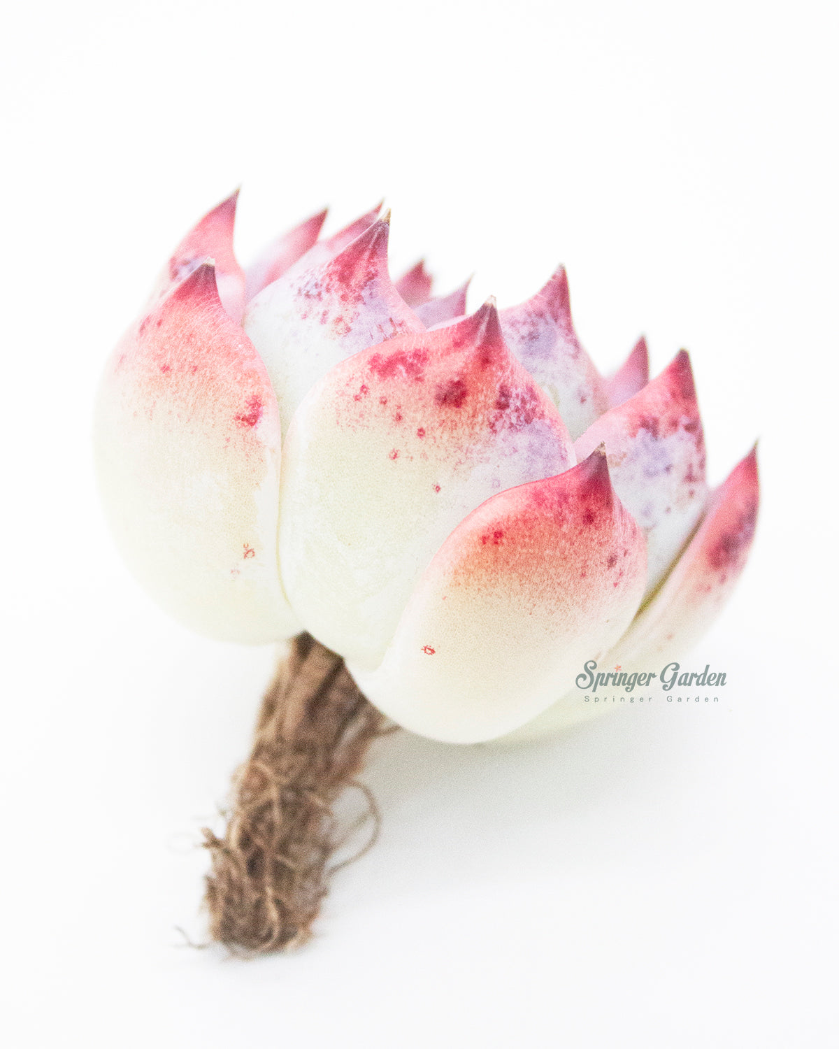 Echeveria Momotarou. Toronto's 5-star Bestseller nursery store selected rare local and Korean succulents; houseplants, indoor plants, selected handmade planters with a drainage hole, produced by ourselves, wholesale. Plant delivery Toronto, GTA, Mississauga, shipping Canada, United States. Pot/Pottery/Handmade/Ceramic/Glazed/Table Decor/Indoor Decor