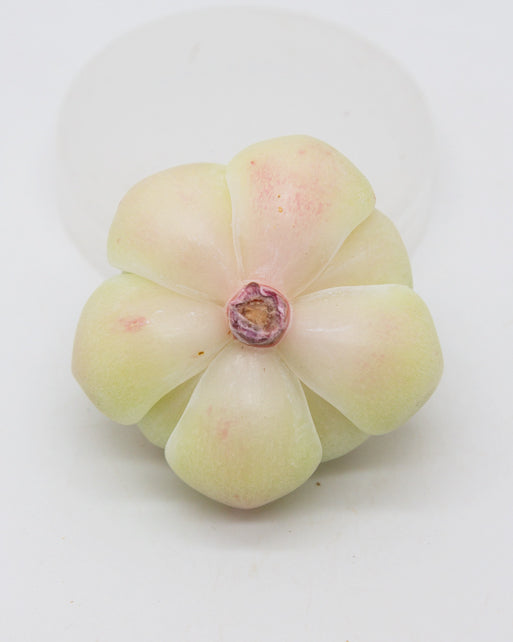 Echeveria Moonlight