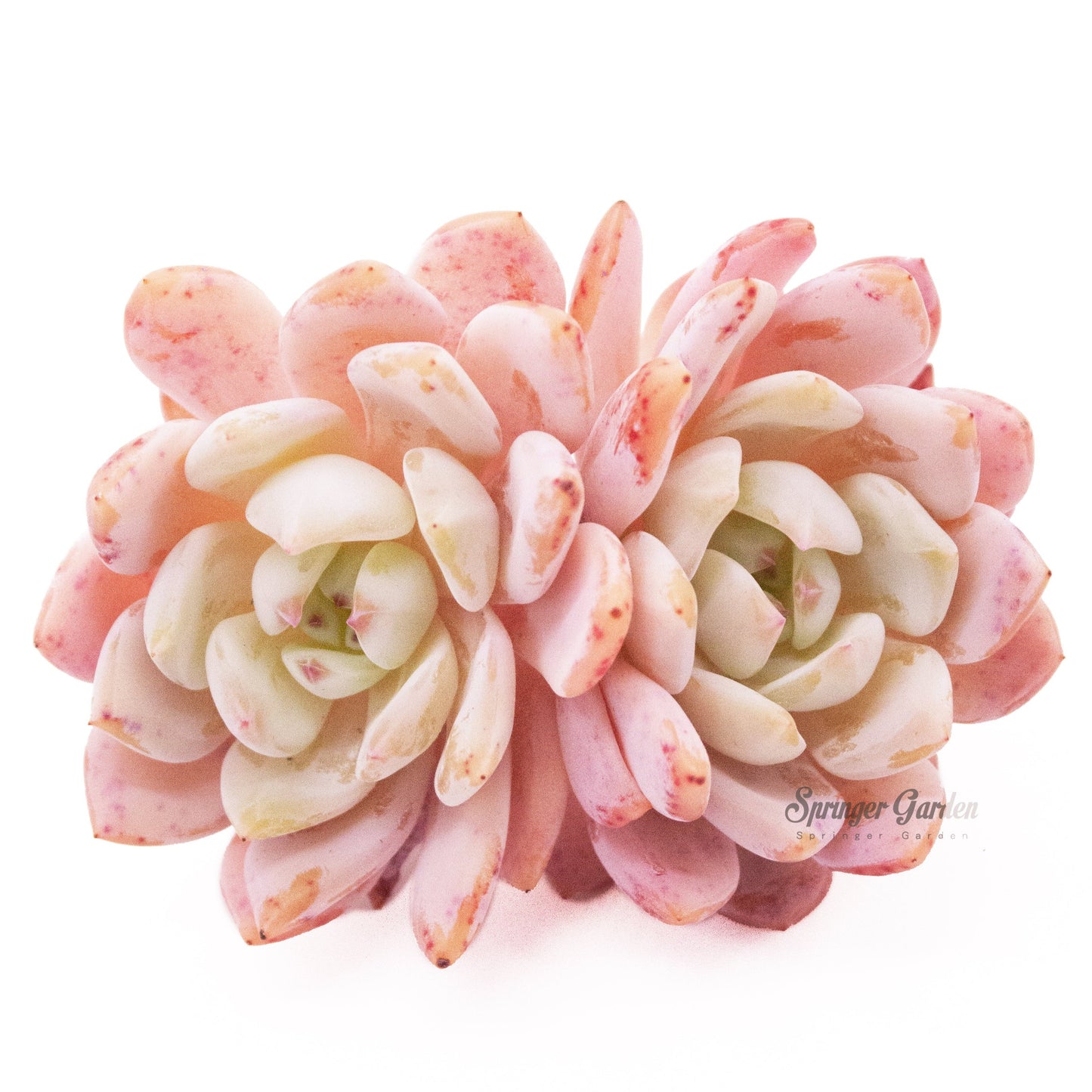 Echeveria Orange Monroe - Cluster. Toronto's 5-star Bestseller nursery store selected rare local and Korean succulents; houseplants, indoor plants, selected handmade planters with a drainage hole, produced by ourselves, wholesale. Plant delivery Toronto, GTA, Mississauga, shipping Canada, United States. Pot/Pottery/Handmade/Ceramic/Glazed/Table Decor/Indoor Decor  Edit alt text