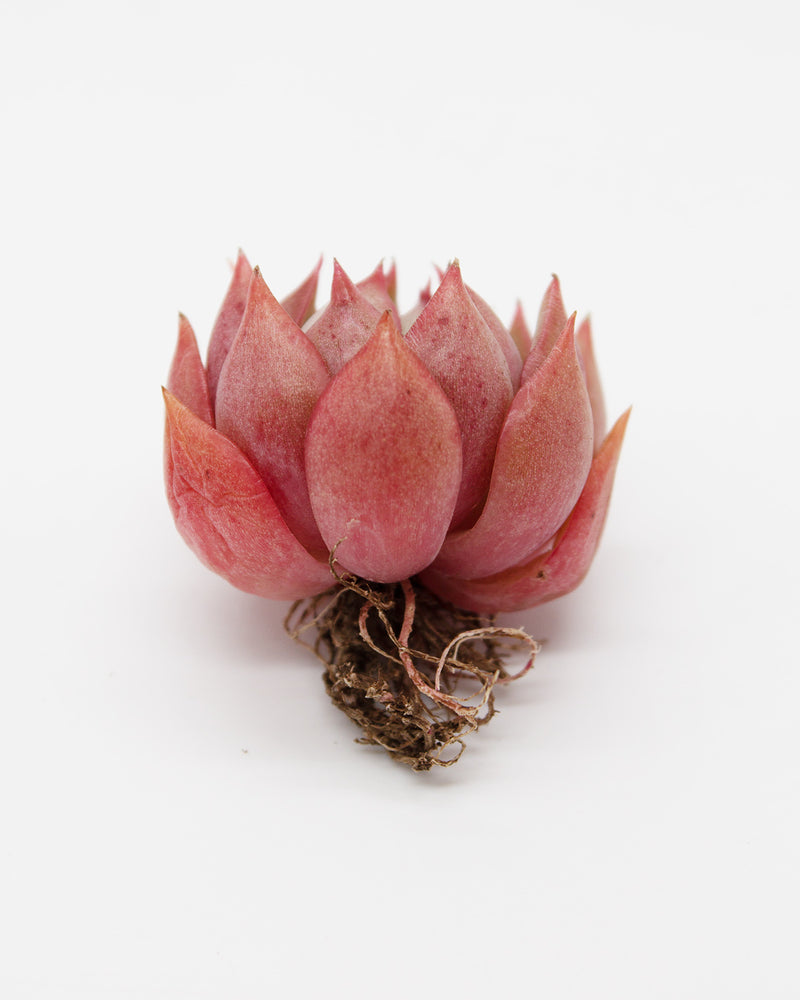 Echeveria Pink Dragon