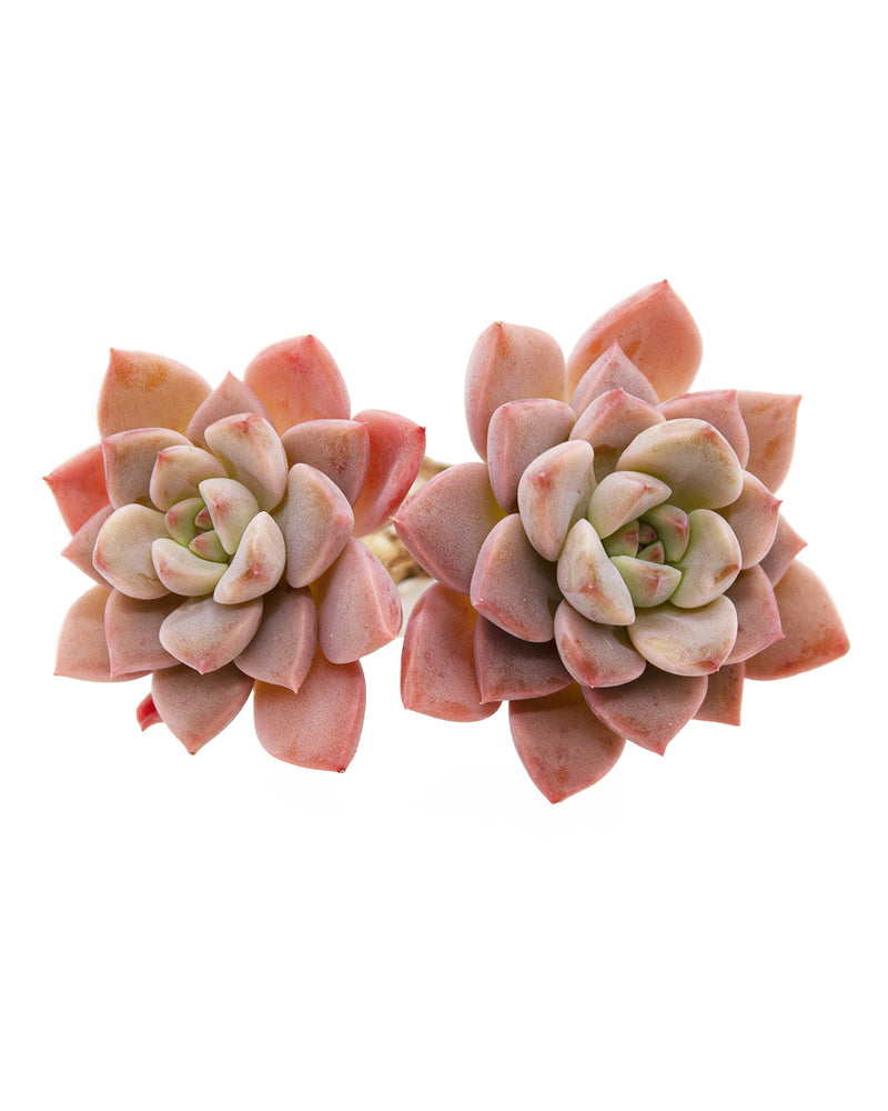 Echeveria Pretty In Pink