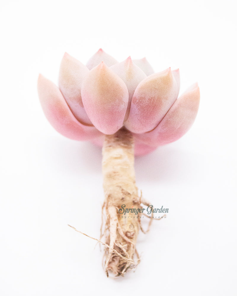 Echeveria Pretty In Pink