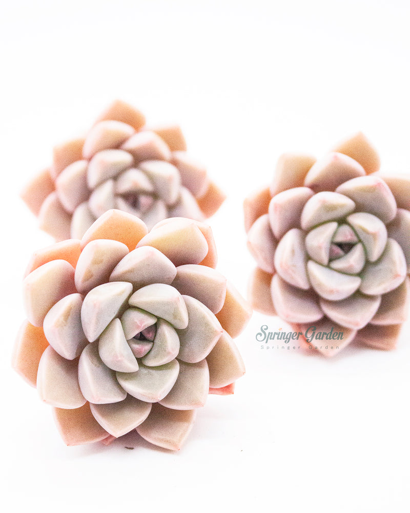 Echeveria Pretty In Pink