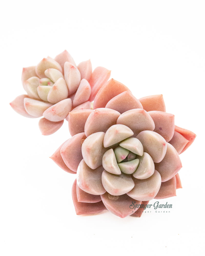 Echeveria Pretty In Pink