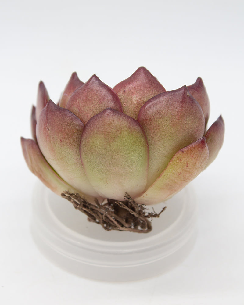 Echeveria Puli Lindsayana