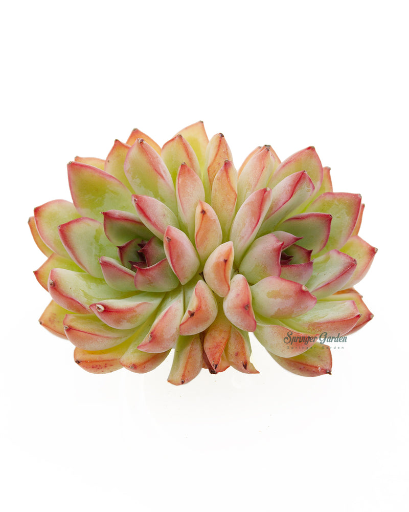 Echeveria Puli Lindsayana
