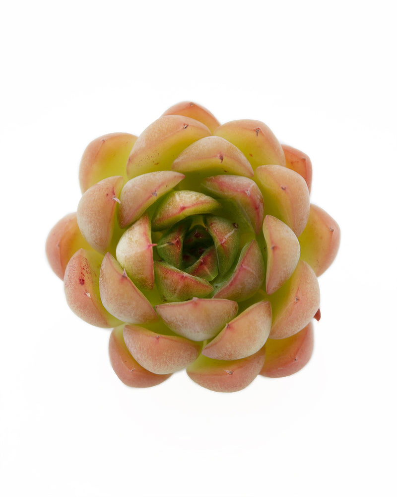 Echeveria Pulidonis Hyb.