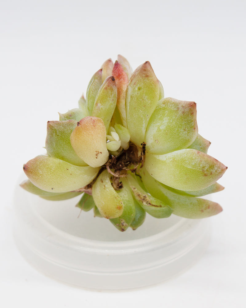 Echeveria Pure Love