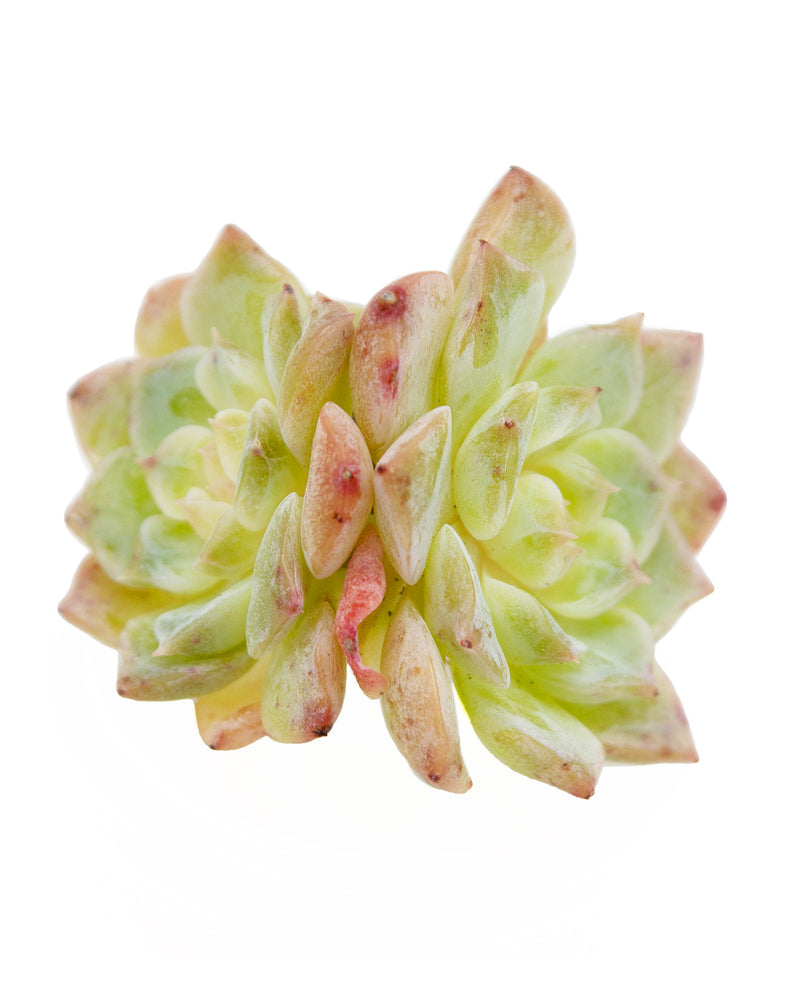 Echeveria Pure Love