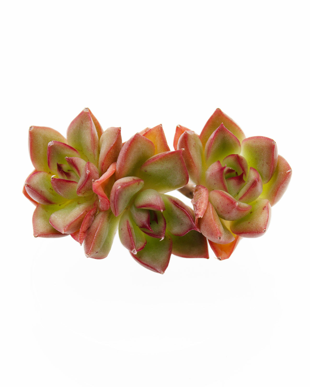 Echeveria Agavoides Red Top Toronto's 5-star Bestseller nursery store selected local & Korean rare succulents; houseplants, indoor plants, selected handmade planters with a drainage hole, pots, bonsai pots, produced by ourselves, wholesale.
