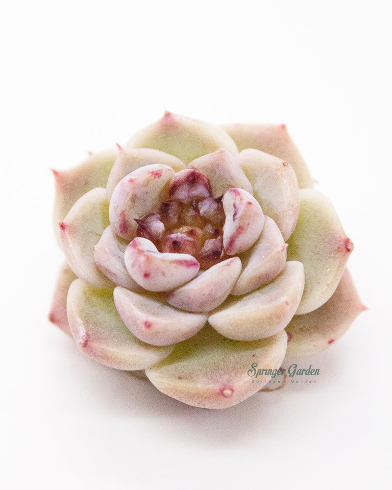 Echeveria Red Velvet - One Head